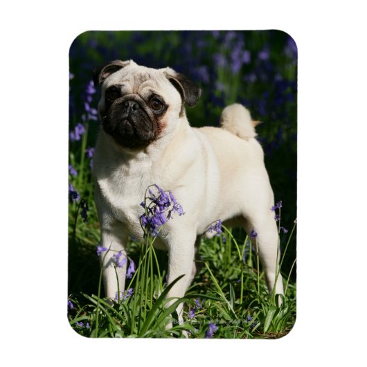 Fawn Pug Permanent in de Bluebells Magneet (Verticaal)