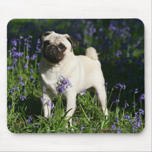 Fawn Pug Permanent in de Bluebells Muismat