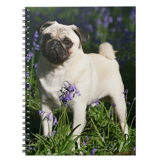 Fawn Pug Permanent in de Bluebells Notitieboek (Voorkant)
