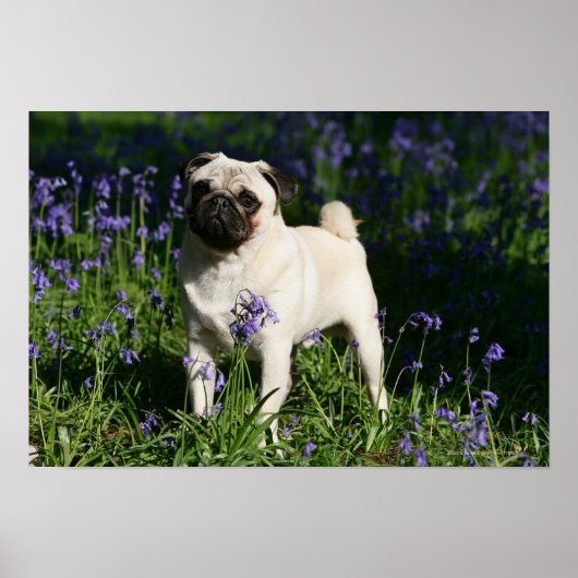 Fawn Pug Permanent in de Bluebells Poster (Voorkant)