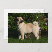 Fawn Pug Profile Briefkaart (Voorkant / Achterkant)