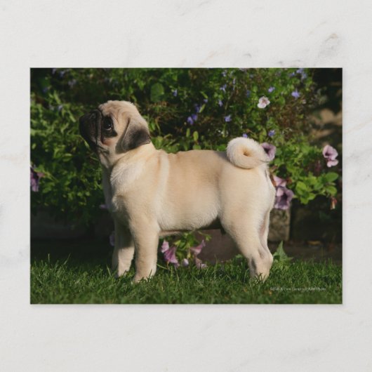 Fawn Pug Profile Briefkaart (Voorkant)