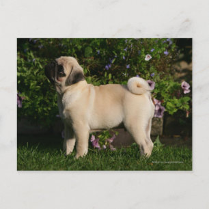 Fawn Pug Profile Briefkaart
