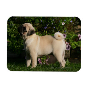 Fawn Pug Profile Magneet
