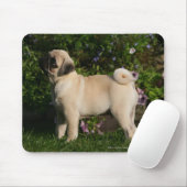 Fawn Pug Profile Muismat (Met muis)