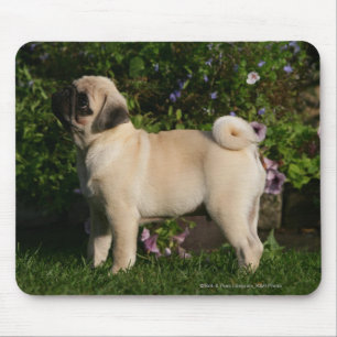 Fawn Pug Profile Muismat