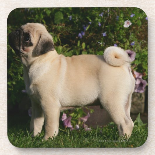 Fawn Pug Profile Onderzetter (Voorkant)