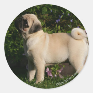Fawn Pug Profile Ronde Sticker