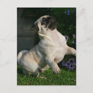 Fawn Pug Puppy Briefkaart