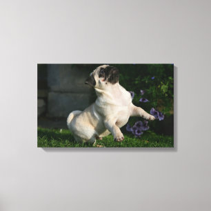 Fawn Pug Puppy Canvas Afdruk