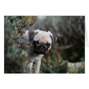 Fawn Pug Puppy Headshot