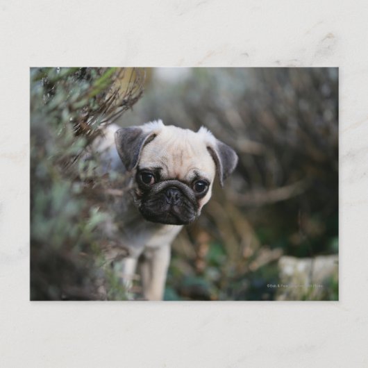 Fawn Pug Puppy Headshot Briefkaart (Voorkant)