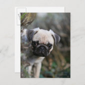 Fawn Pug Puppy Headshot Briefkaart (Voorkant / Achterkant)