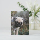 Fawn Pug Puppy Headshot Briefkaart (Staand voorkant)