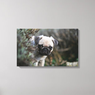 Fawn Pug Puppy Headshot Canvas Afdruk