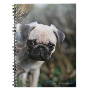 Fawn Pug Puppy Headshot Notitieboek