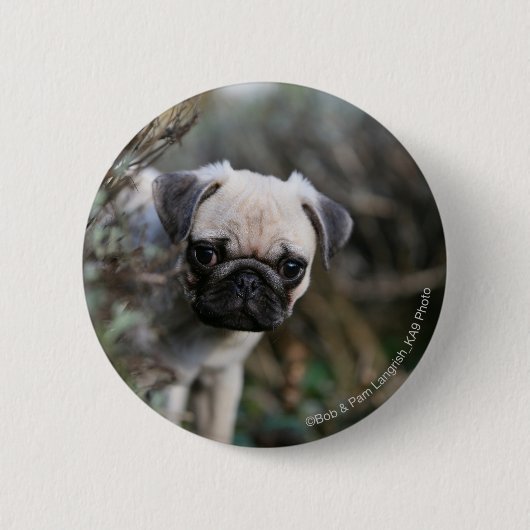 Fawn Pug Puppy Headshot Ronde Button 5,7 Cm (Voorkant)