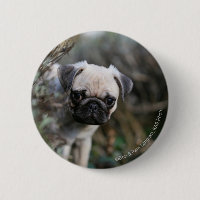 Fawn Pug Puppy Headshot