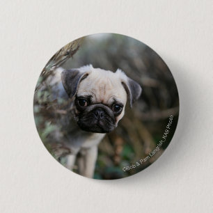 Fawn Pug Puppy Headshot Ronde Button 5,7 Cm