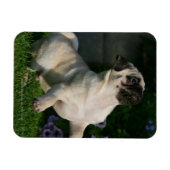 Fawn Pug Puppy Magneet (Horizontaal)