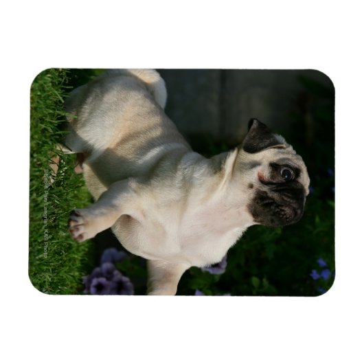 Fawn Pug Puppy Magneet (Horizontaal)