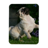 Fawn Pug Puppy Magneet (Verticaal)