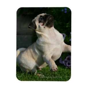 Fawn Pug Puppy Magneet
