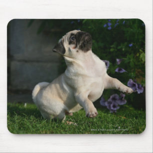 Fawn Pug Puppy Muismat