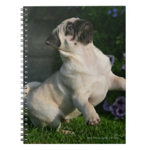 Fawn Pug Puppy Notitieboek