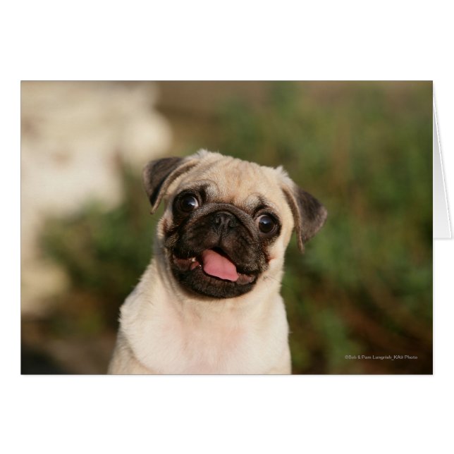 Fawn Pug Puppy Panting (Voorkant Horizontaal)