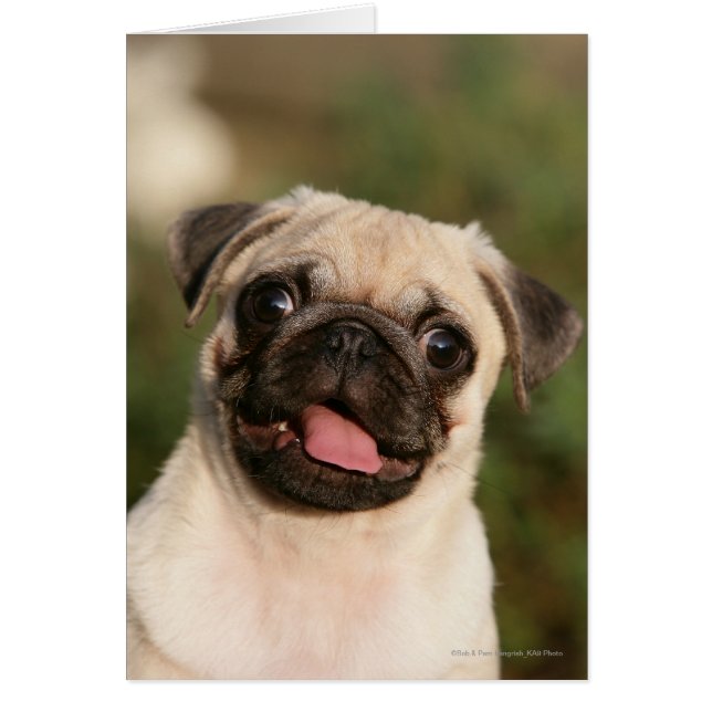 Fawn Pug Puppy Panting (Voorkant)