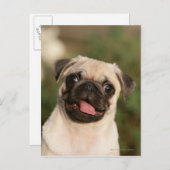 Fawn Pug Puppy Panting Briefkaart (Voorkant / Achterkant)