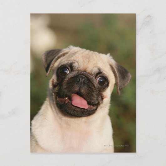 Fawn Pug Puppy Panting Briefkaart (Voorkant)