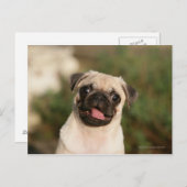 Fawn Pug Puppy Panting Briefkaart (Voorkant / Achterkant)
