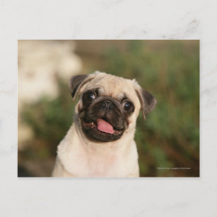 Fawn Pug Puppy Panting Briefkaart