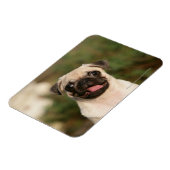 Fawn Pug Puppy Panting Magneet (Linkerzijde)