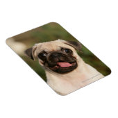 Fawn Pug Puppy Panting Magneet (Rechterzijde)