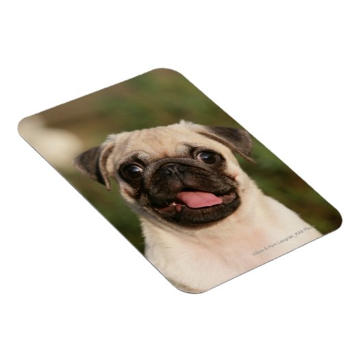 Fawn Pug Puppy Panting Magneet (Rechterzijde)