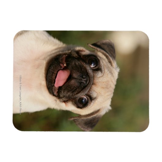 Fawn Pug Puppy Panting Magneet (Horizontaal)
