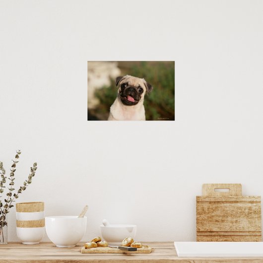 Fawn Pug Puppy Panting Poster (Keuken)