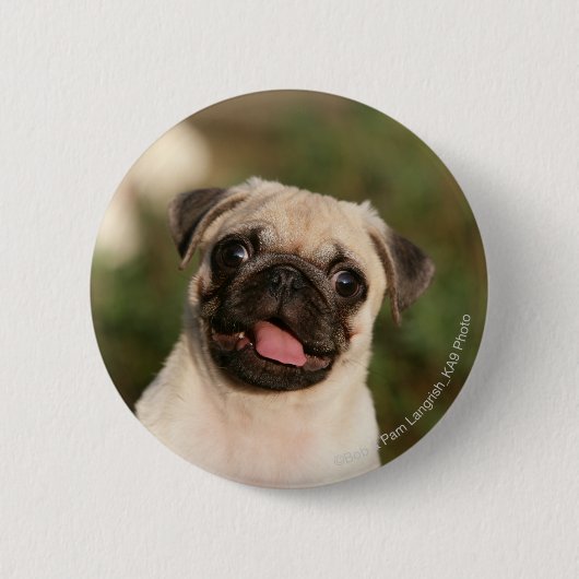 Fawn Pug Puppy Panting Ronde Button 5,7 Cm (Voorkant)