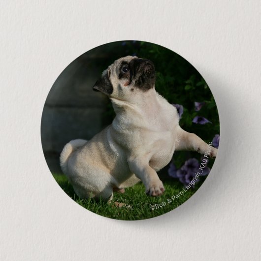 Fawn Pug Puppy Ronde Button 5,7 Cm (Voorkant)