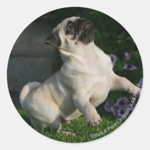 Fawn Pug Puppy Ronde Sticker