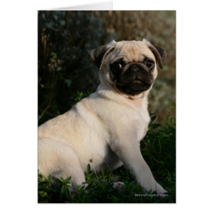 Fawn Pug Puppy Sitting