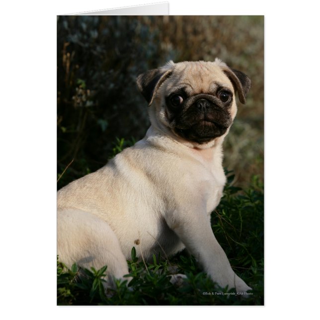 Fawn Pug Puppy Sitting (Voorkant)