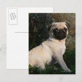 Fawn Pug Puppy Sitting Briefkaart (Voorkant / Achterkant)