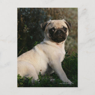Fawn Pug Puppy Sitting Briefkaart