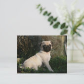 Fawn Pug Puppy Sitting Briefkaart (Staand voorkant)