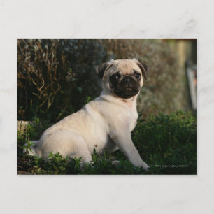 Fawn Pug Puppy Sitting Briefkaart