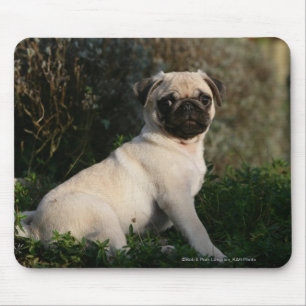 Fawn Pug Puppy Sitting Muismat